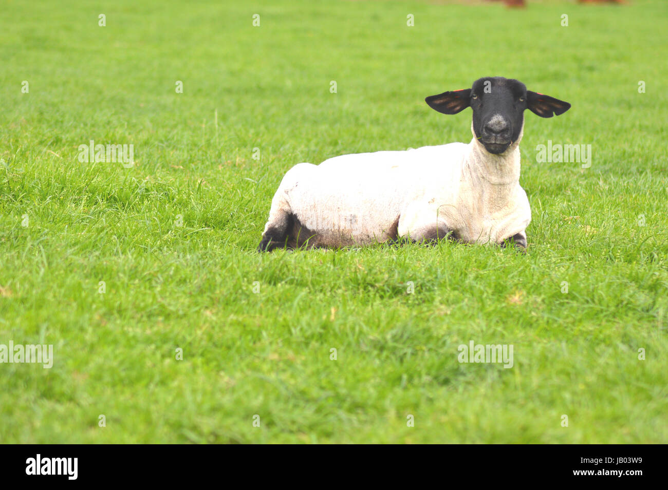 Suffolk schwarzer konfrontiert Schafe entspannen in einem Feld Stockfoto