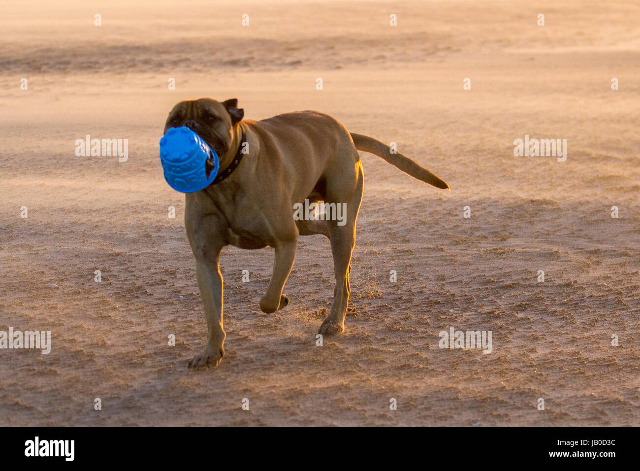 Dog spielt am Strand, Southport, Merseyside, Großbritannien. Wetter in Großbritannien. Hoher Wind und Wind wehten Sand bei Sonnenuntergang am Ainsdale Beach. Die Dünen der Sefton-Küste wurden über Hunderte von Jahren gebildet, wobei Sand bei Ebbe von den breiten, sandigen Stränden ins Landesinnere geblasen und dann von spezialisierten Küstenpflanzen gefangen wurde. Trocknende Südwinde über 25 mph sind erforderlich, um den Sand anzuheben und Formationen & Dünen zu bilden. Kredit; MediaWorldImages/AlamyLiveNews. Stockfoto