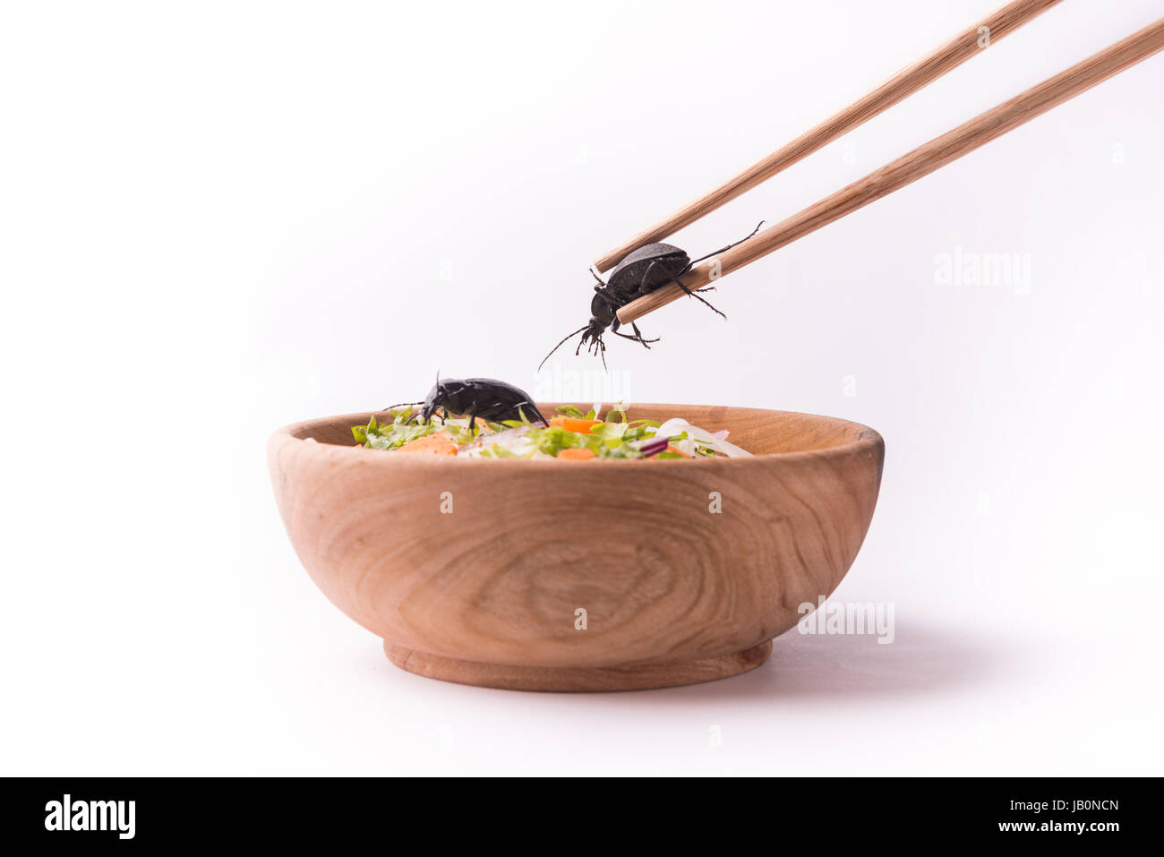 die zukünftigen Käfer Essen mit hölzernen Stäbchen Stockfoto