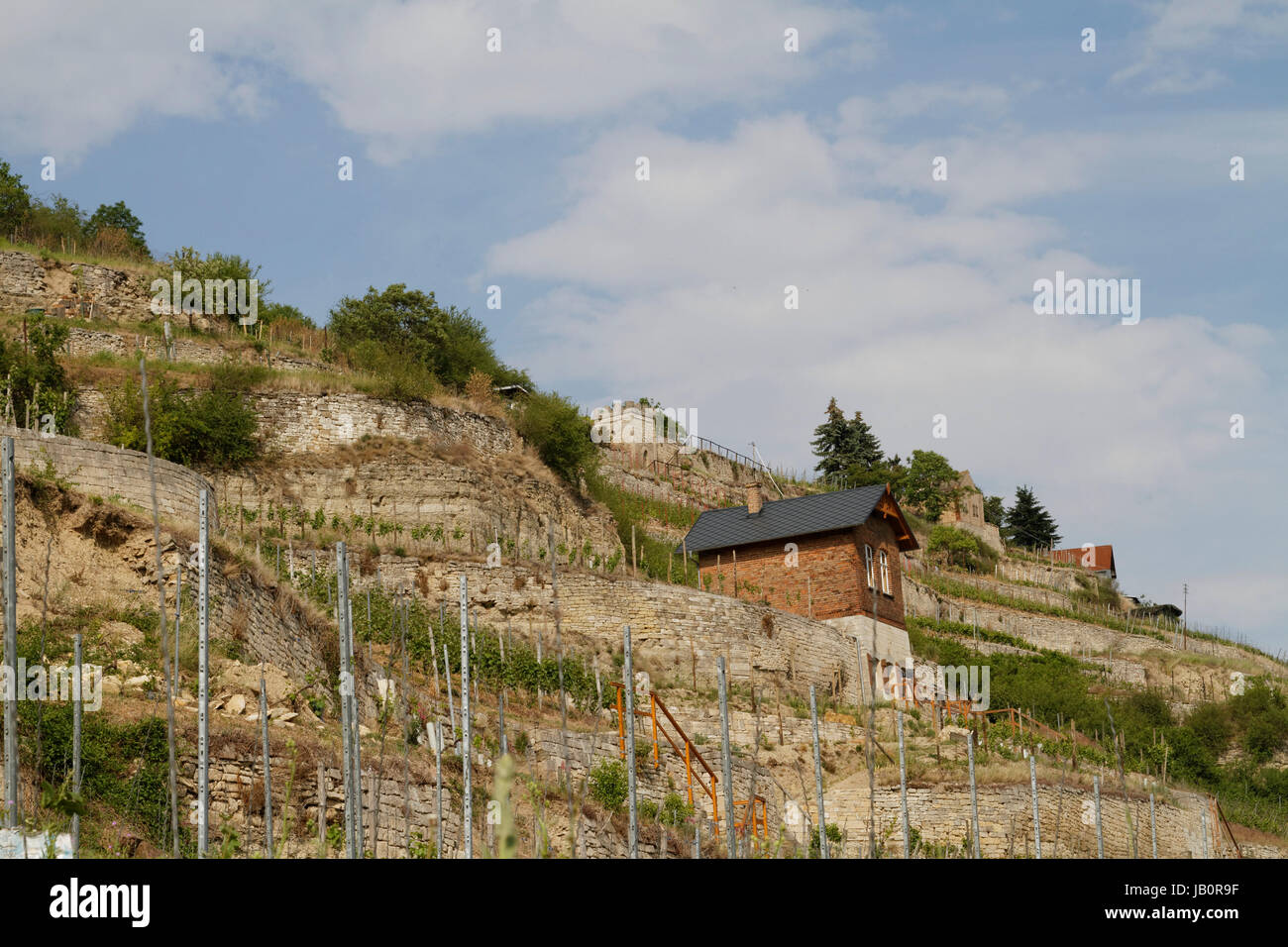 Landschaft und die Weinberge in Freyburg, Burgenlandkreis, Sachsen- Anhalt Stockfoto