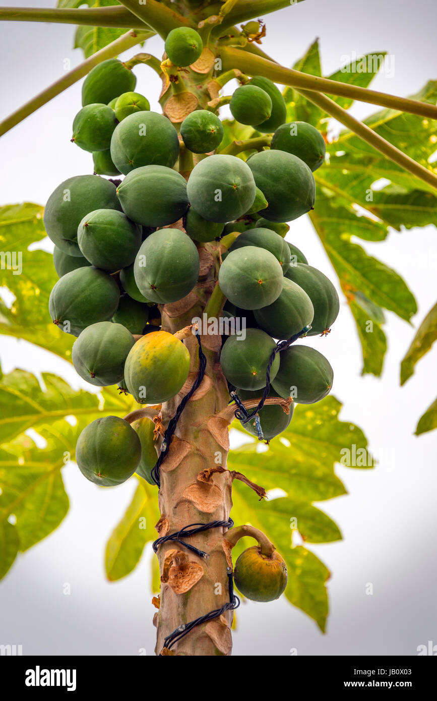 Mangos wachsen auf Baum, Hong Kong Stockfoto