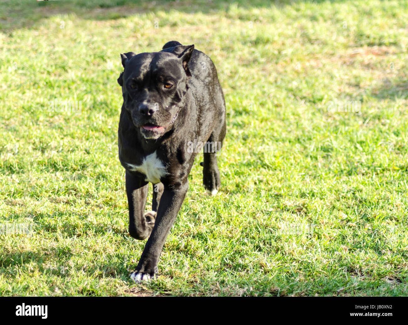 Eine junge, schöne schwarze und weiße mittelgroße Cane Corso-Hund mit kupierten Ohren laufen auf dem Rasen. Die italienische Dogge ist ein kräftig gebaut Tier mit großer Intelligenz und eine Bereitschaft zu gefallen. Stockfoto