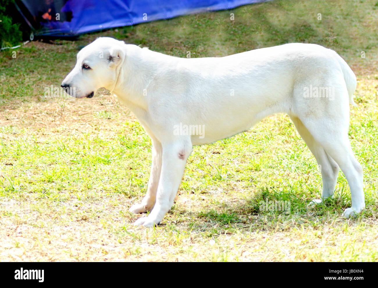 Eine junge schöne weiße zentraler Asiatischer Schäferhund stehend auf dem Rasen. Der zentrale asiatische Owtscharka ist ein großer robuster Hund, in der Regel mit kleinen kupierten Ohren und dick doppeltes Haarkleid. Stockfoto