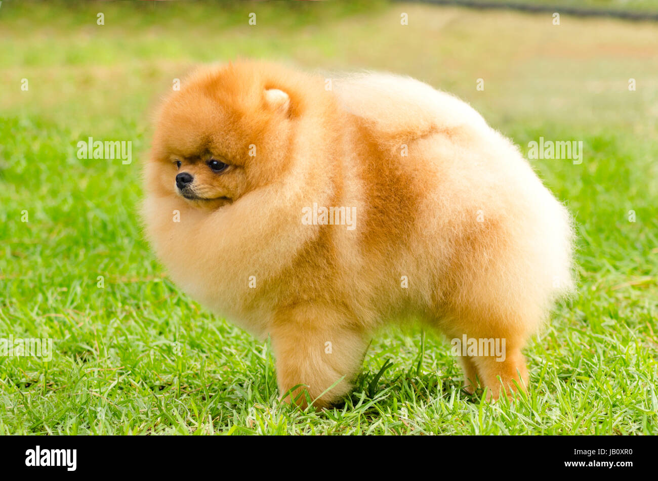 Ein seitlicher Blick auf eine kleine junge schöne flauschige orange  Deutscher Zwergspitz Welpen Hund stehend auf dem Rasen. POM Hunde gelten  als sehr guter Begleiter Hunde zu machen und werden in der