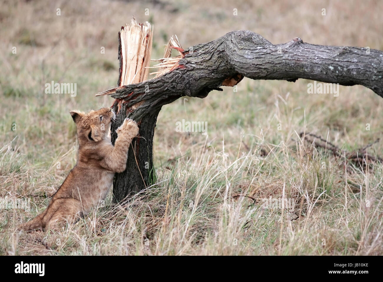 Löwenjunges spielen mit gebrochenen Baum in der Masai Mara Reserve in Kenia Afrika Stockfoto