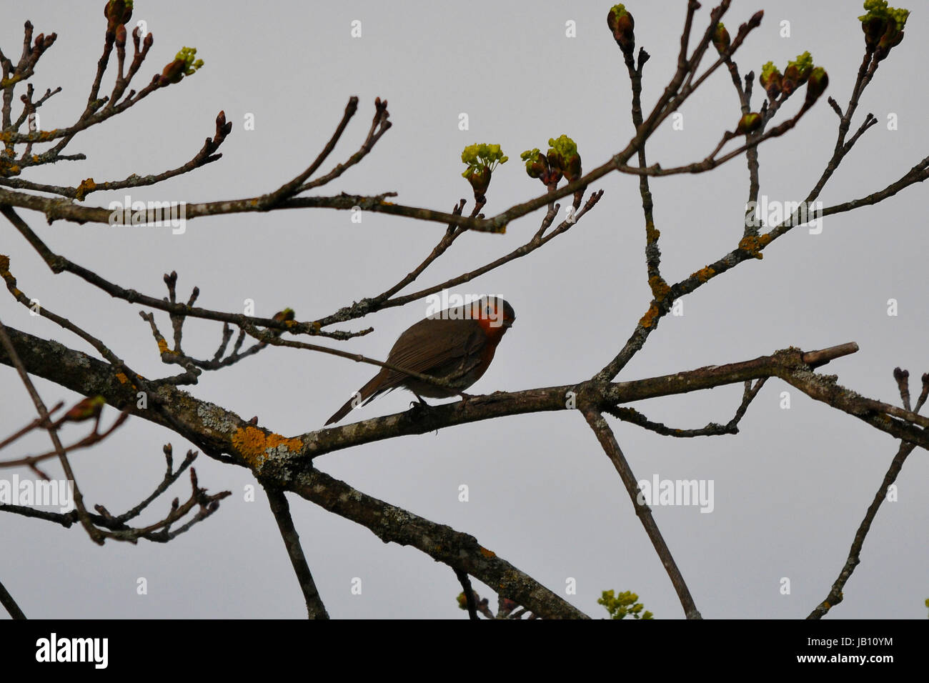 Robin im Baum Stockfoto