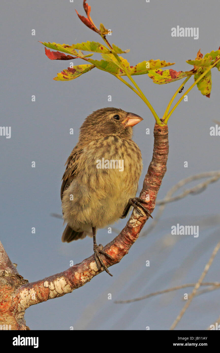Weibliche Galapagos Finch möglicherweise ein kleines Boden Fink der Galapagos Inseln. Stockfoto