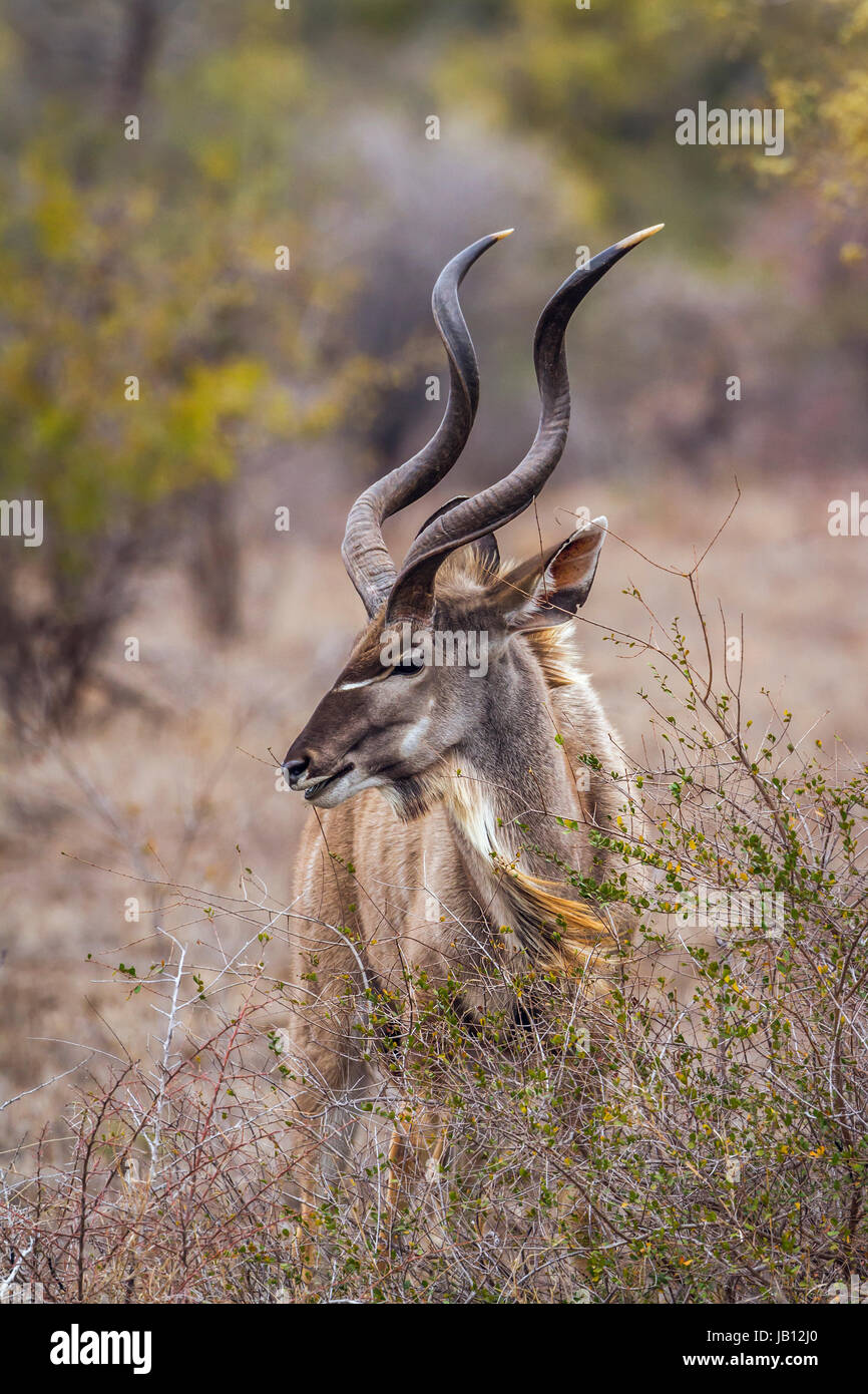 Große Kudu im Krüger-Nationalpark, Südafrika; Specie Tragelaphus Strepsiceros Familie der Horntiere Stockfoto