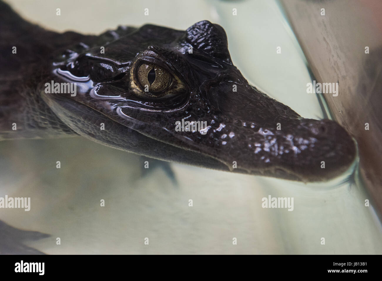 Schöne Kaiman Krokodil Stockfoto