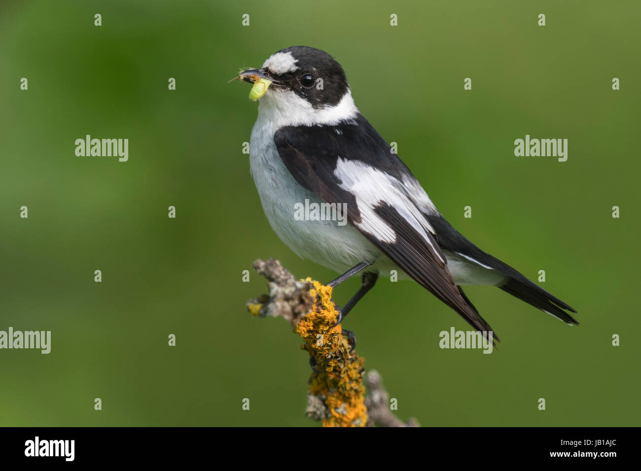 Halsbandschnäpper (Ficedula Albicollis), männliche mit erbeuteten Insekten, Biosphere Reserve Schwäbische Alb, Baden-Württemberg, Deutschland Stockfoto