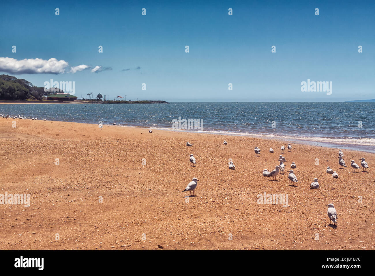 Die Möwen warten auf die Touristen um sie etwas zu Essen in Redcliffe, Queensland, Australien zu werfen. Stockfoto