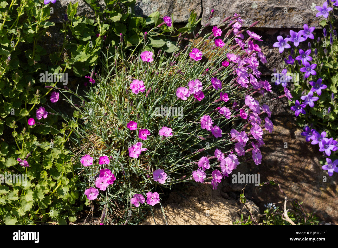 Holz-Rosa (Dianthus Carthusianorum), rock Garden, North Rhine-Westphalia, Deutschland Stockfoto