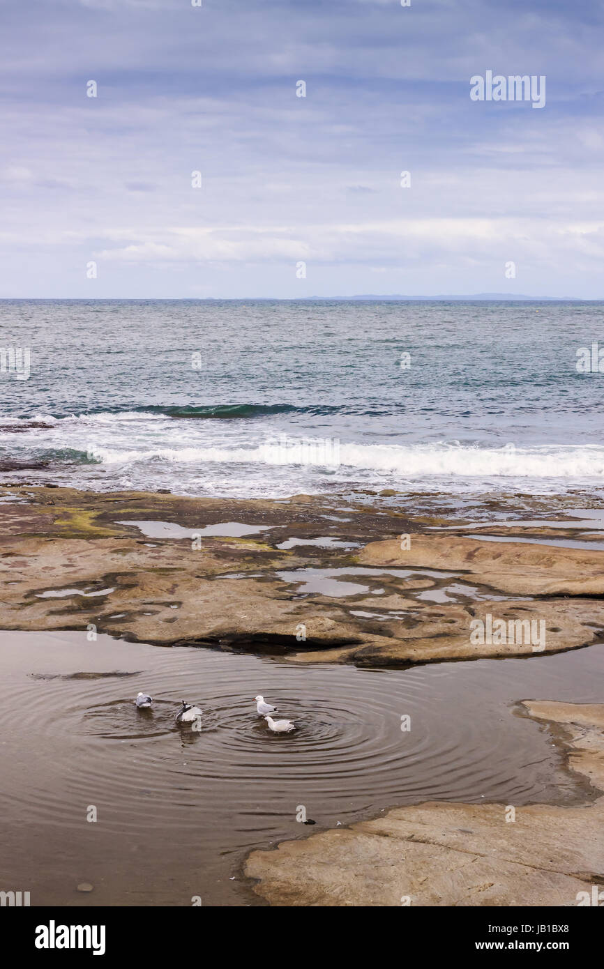 Möwen sind versucht, etwas zu Essen in einer Pfütze bei Ebbe in Caloundra, Queensland, Australien zu finden. Stockfoto