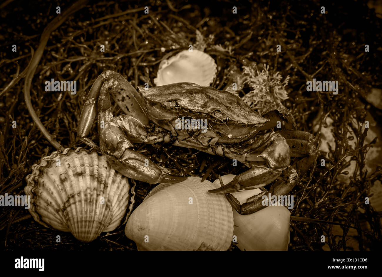 Krabben auf dem schmutzigen Sand Hintergrund mit Muscheln, Muscheln und Garnelen Stockfoto