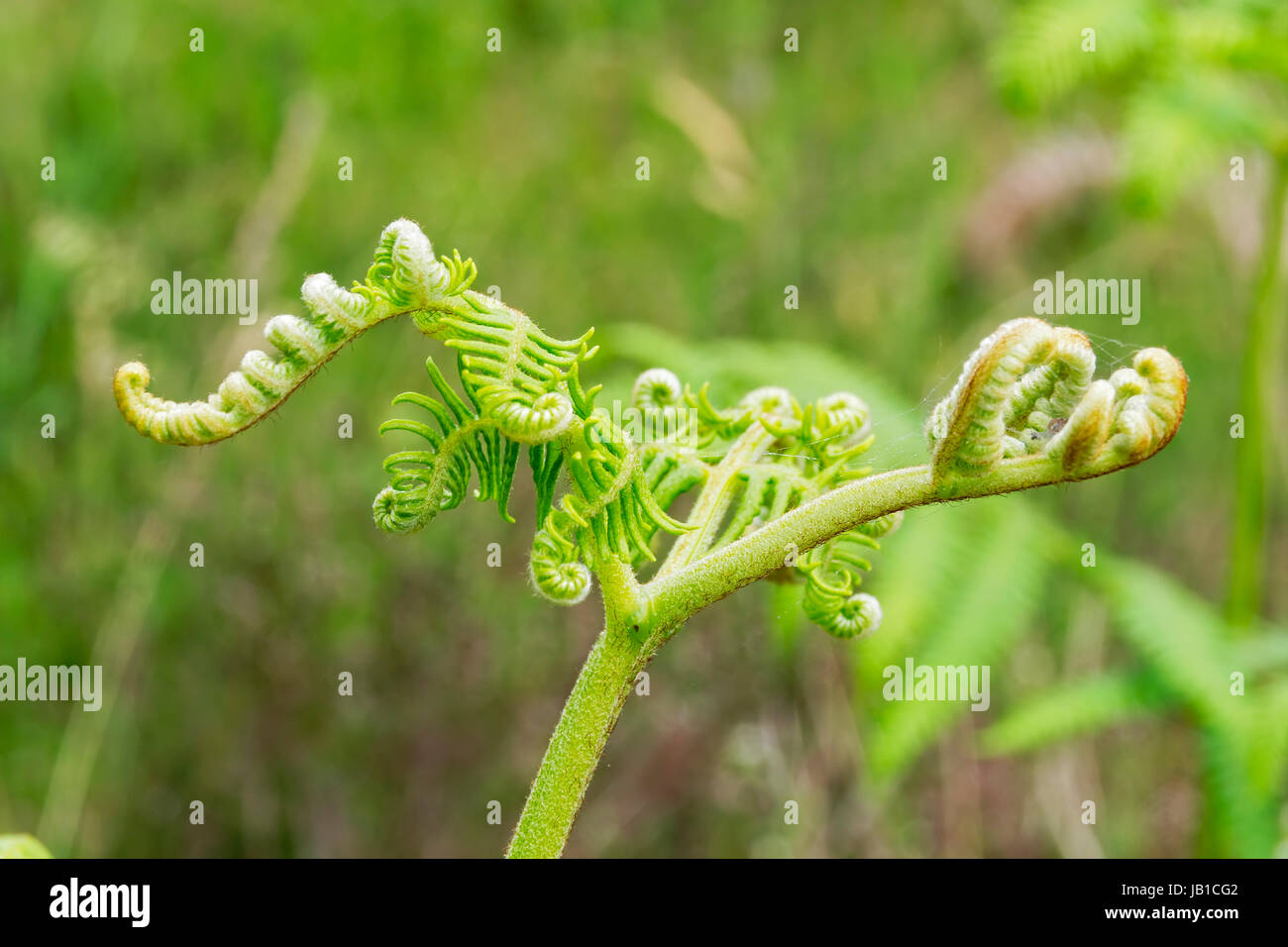 Nahaufnahme des neuen Wachstums auf eine Buche Farn beginnen zu entfalten in der Sommersonne Stockfoto