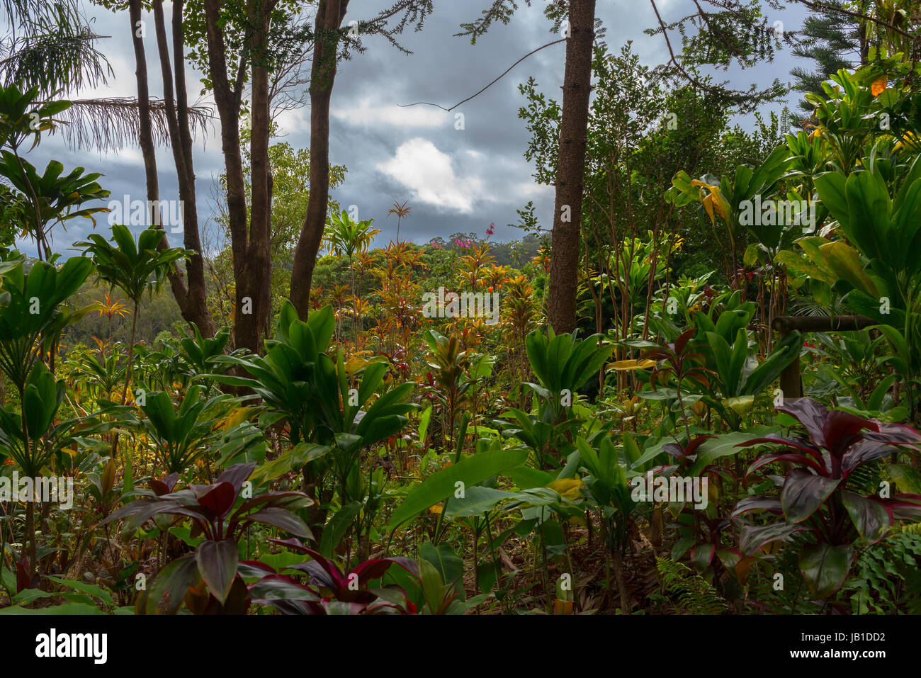 A auf einem Hügel zu einem bunten Garten auf Maui Hawaii mit Bäumen, Sträuchern und Blumen unter einem bedrohlichen Himmel geschossen Stockfoto