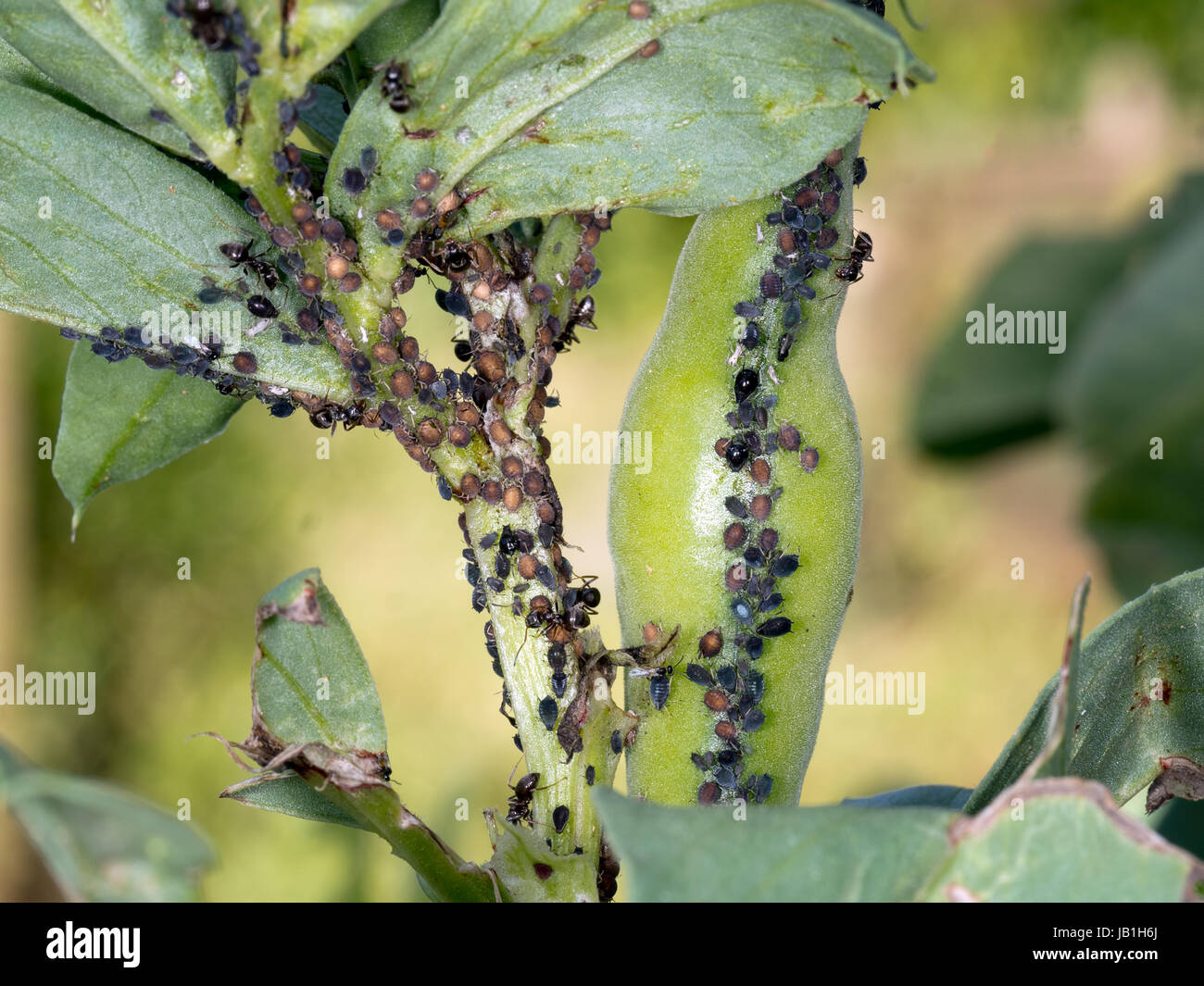 Krank Saubohne Pflanzen mit Blackfly. Mein Garten! Stockfoto