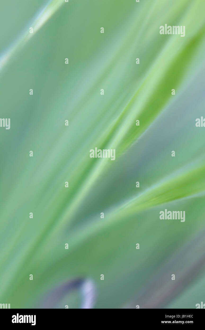 Grashalme Stockfoto