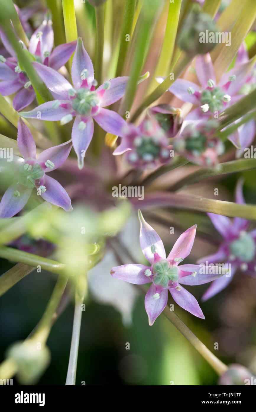 Allium schubertii Stockfoto
