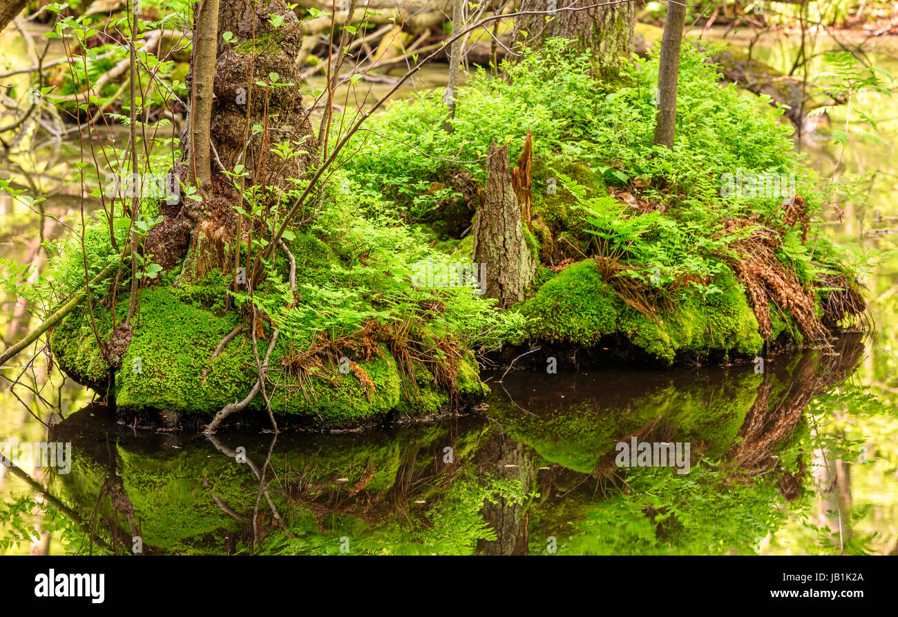 Moos bedeckten Boden in einer Erle Sumpf oder Sumpf. Stockfoto