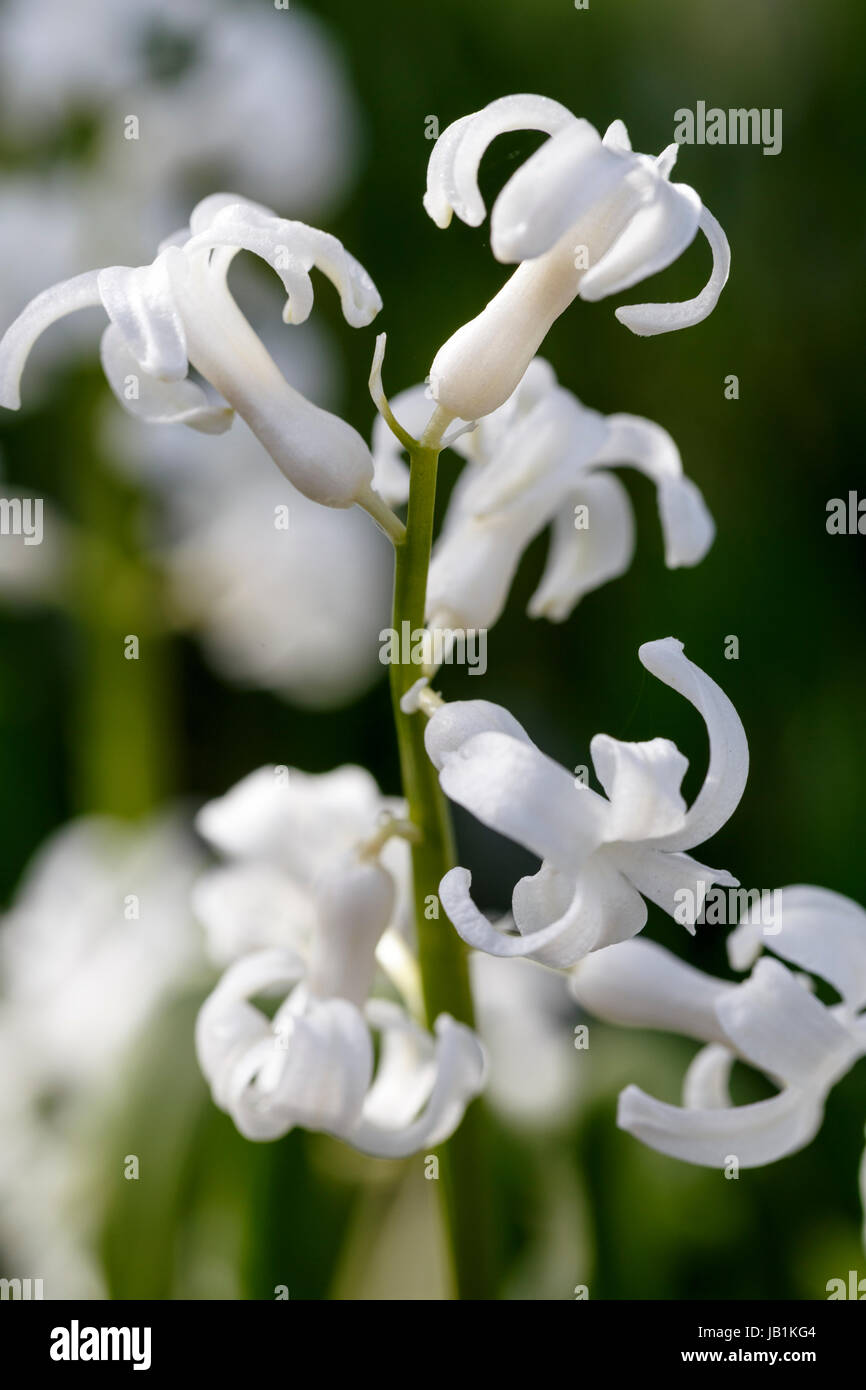 Hyacinthus 'Roman White' Stockfoto