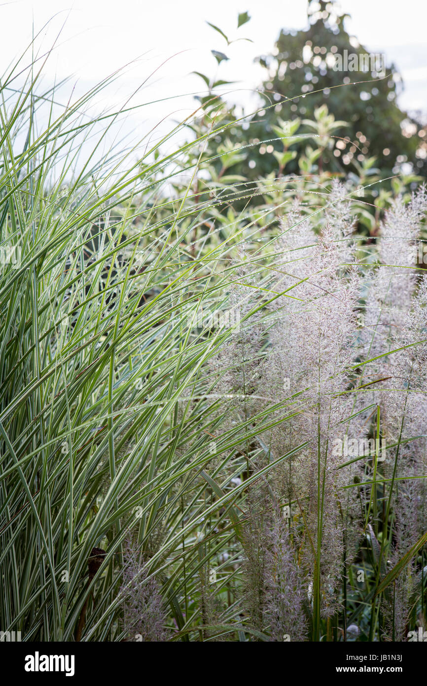 Wenig Asche Garten, Fenny Brücke, Devon. Herbst Garten. Grass-Grenze Stockfoto