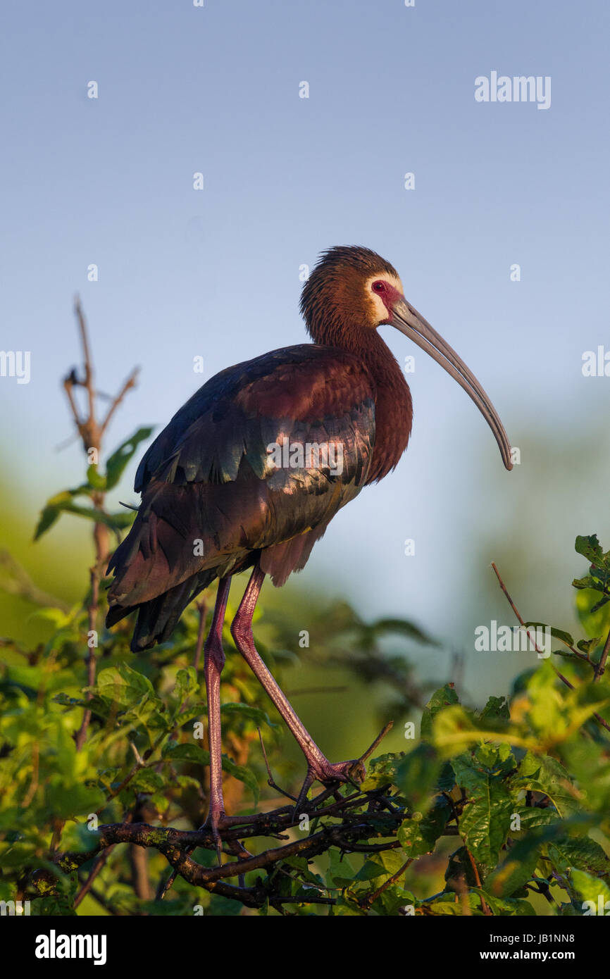 Weißes Gesicht Ibis Stockfoto