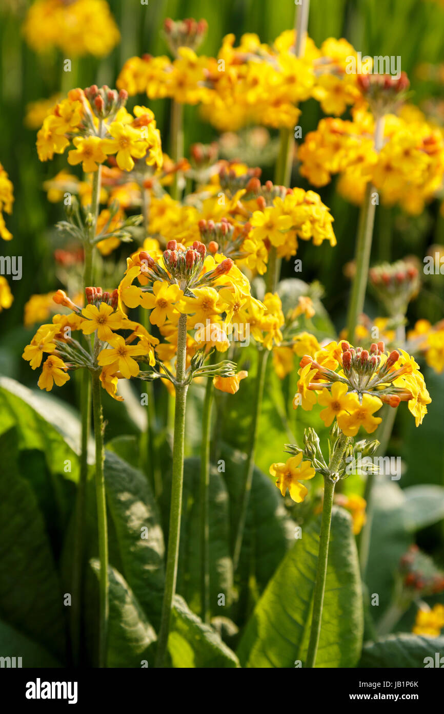 Primula Bulleyana, Kandelaber Primula Stockfoto