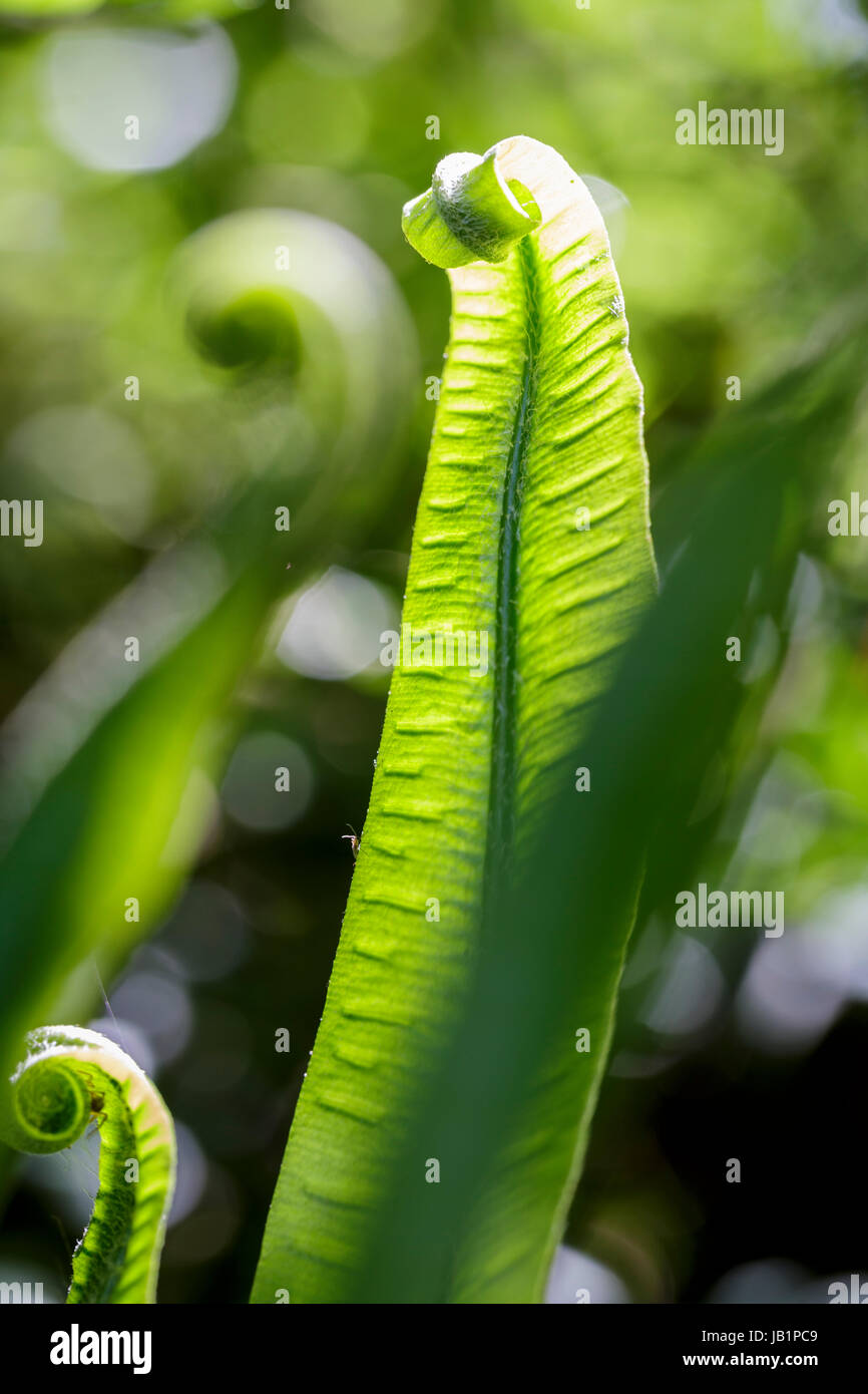 Harts Zunge Farn, Asplenium scolopendrium Stockfoto