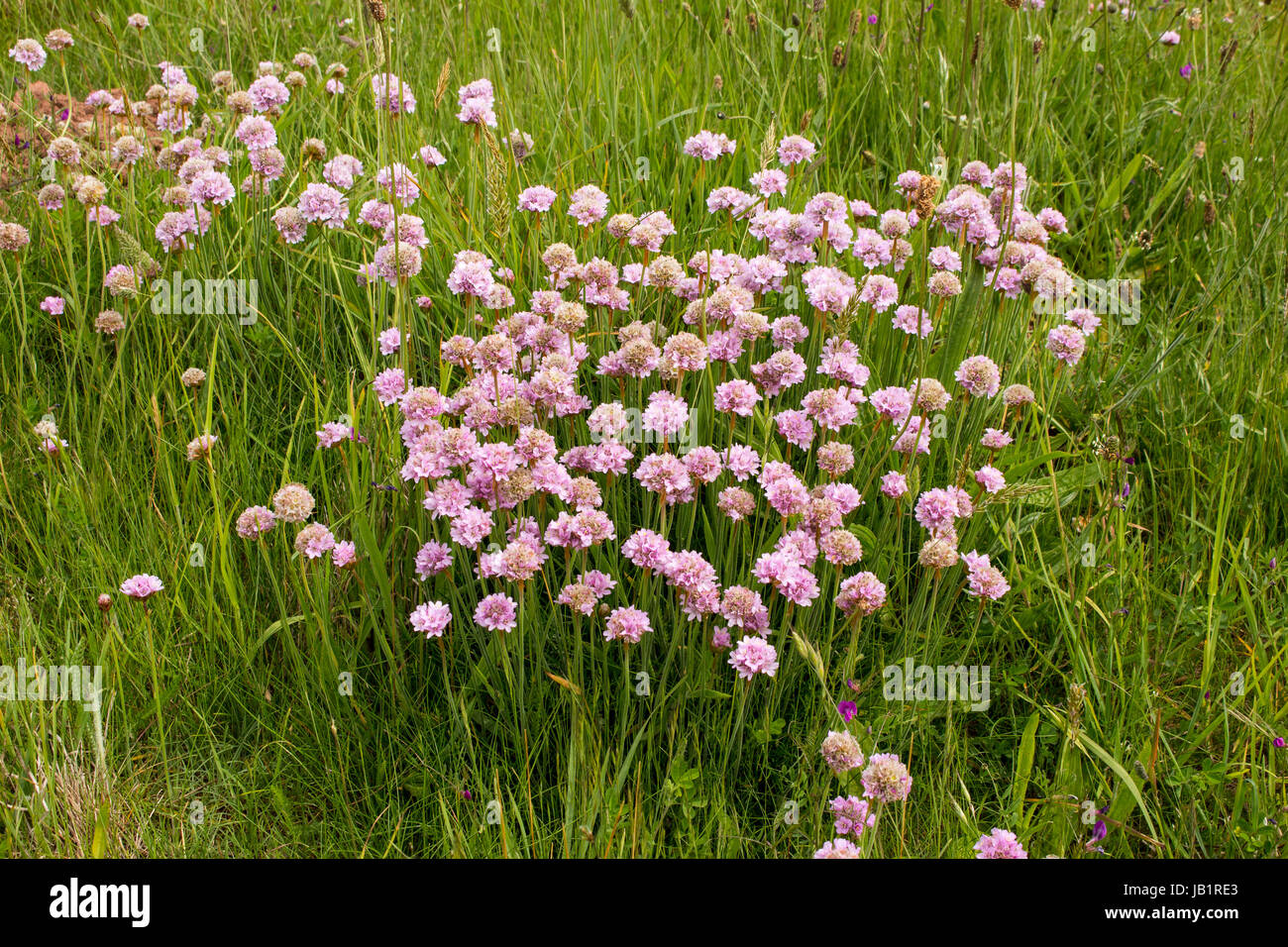 Sparsamkeit wächst auf Klippen in Devon, England Stockfoto