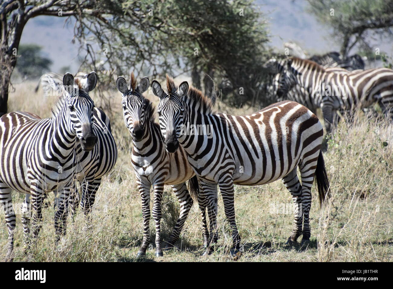Drei Zebras Stockfoto
