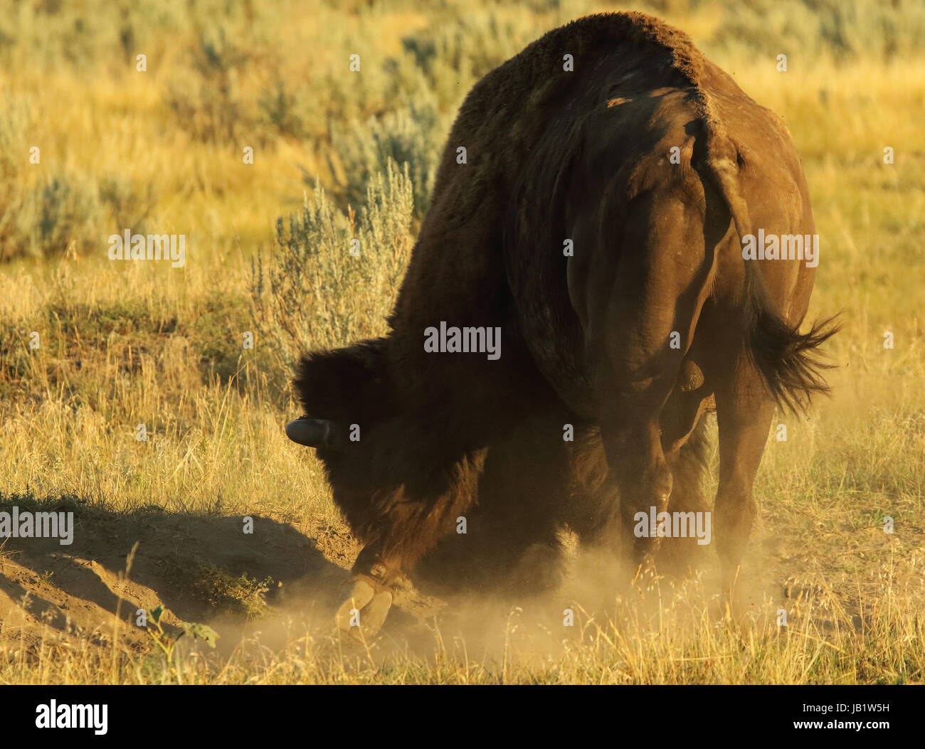 Ein amerikanischer Bison Reißen am Boden während der Brunftzeit in den Badlands. Stockfoto