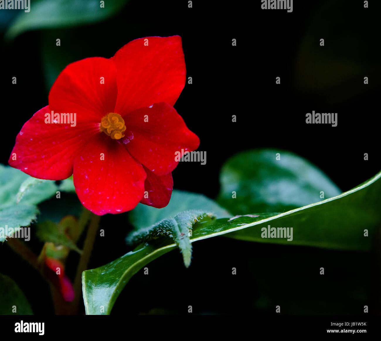 Rote Blume im Nebelwald, Gardens by the Bay-Singapur Stockfoto