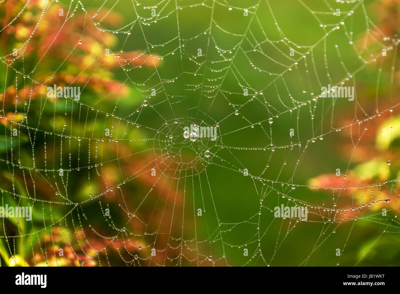 Spinnennetz mit Wasser fällt in den frühen Morgenstunden. Stockfoto