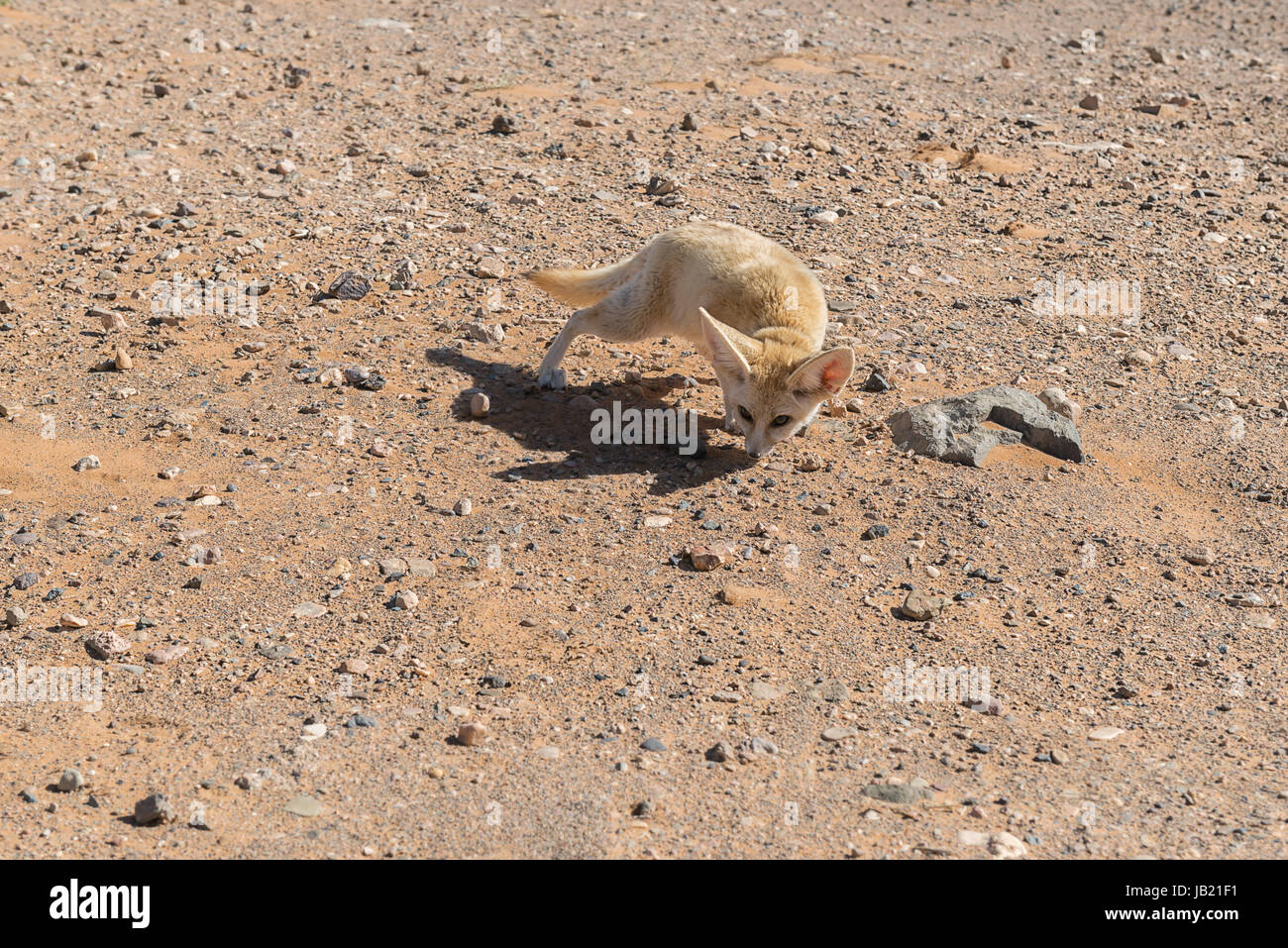 Fennec Fuchs in der Wüste Sahara, Marokko. Stockfoto