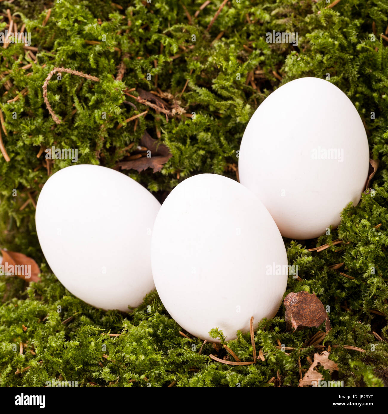 Weisse Eier Mit Blüten Im nest aus Stroh Ostern Dekoration ostereier Stockfoto