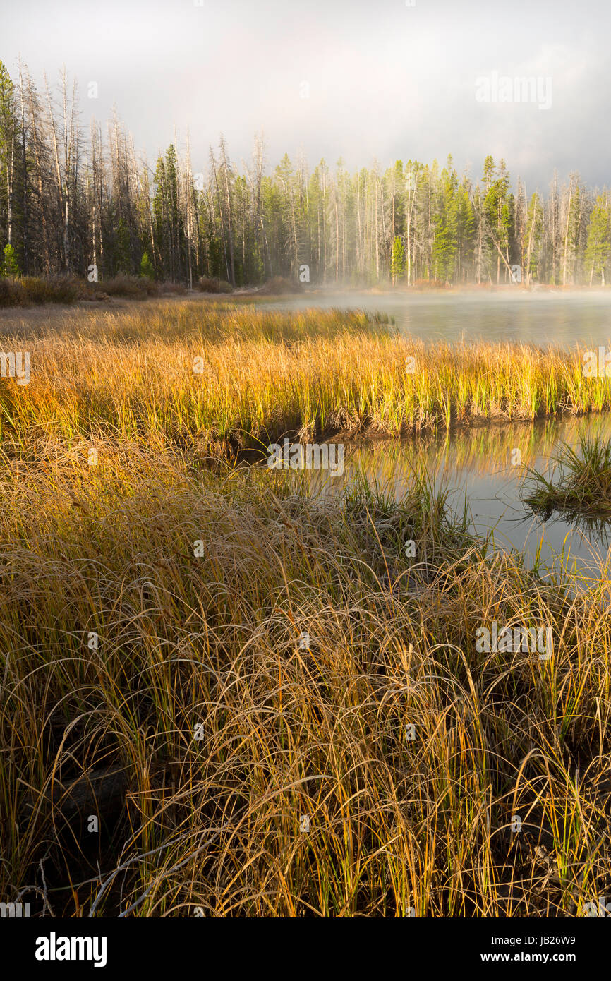 Eine bewaldete Sumpf entlang kleiner Rotbarsch-See und den Sawtooth Mountains von Idaho. USA. Herbst Stockfoto