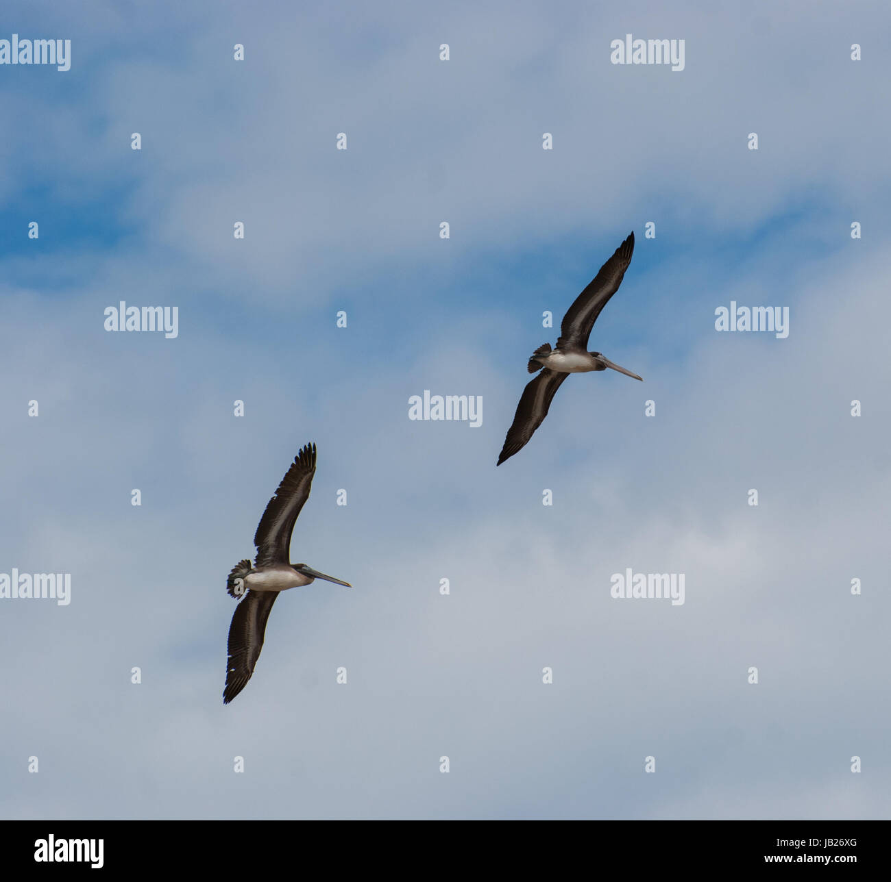 Zwei Pelikane fliegen overhead in Bildung kontrastiert gegen die leicht bewölktem Himmel Stockfoto