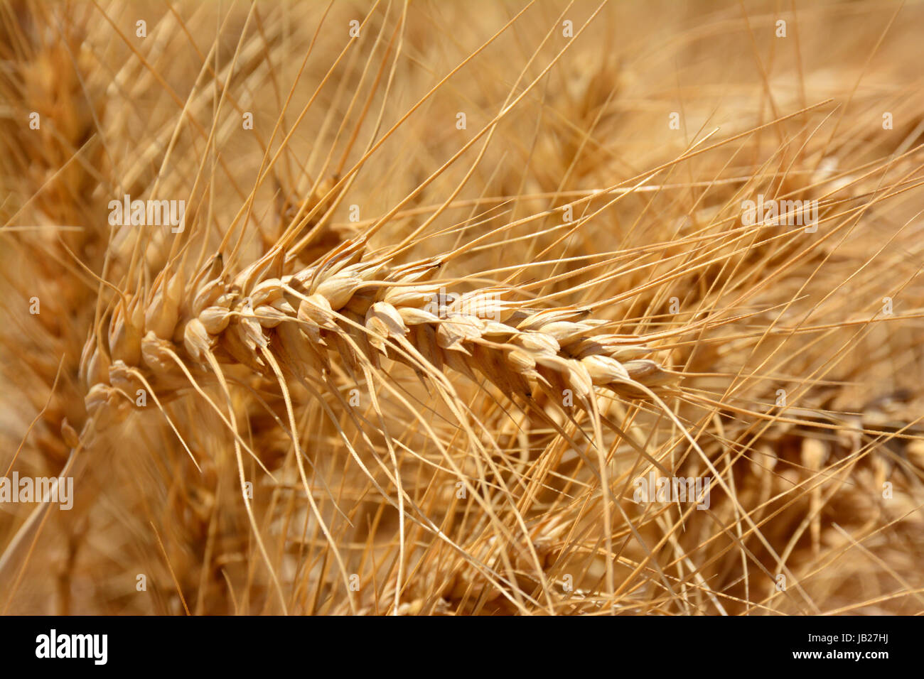 Reife Weizen im Feld Stockfoto