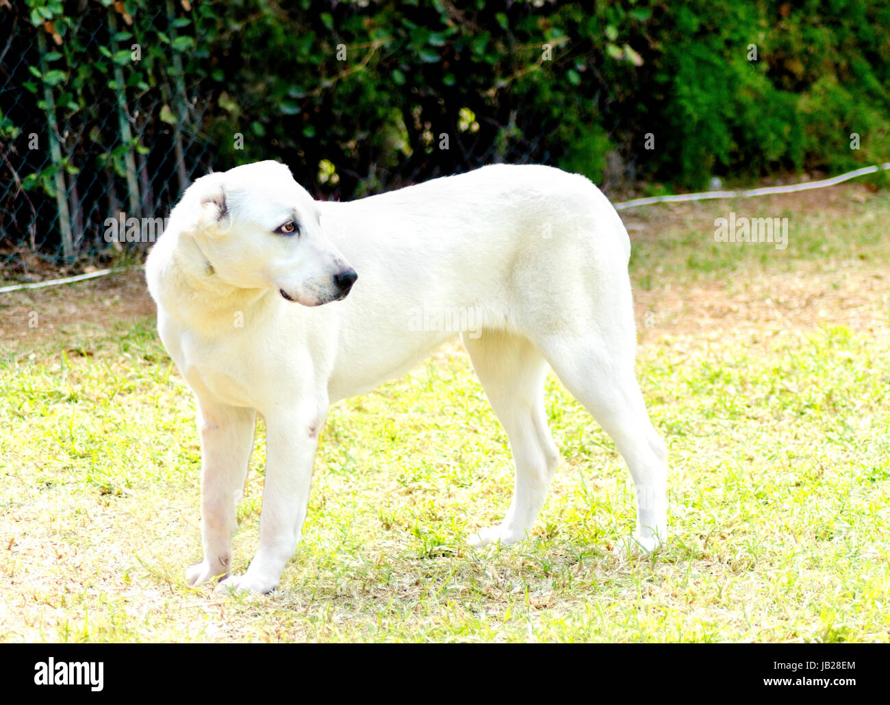 Eine junge schöne weiße zentraler Asiatischer Schäferhund stehend auf dem Rasen. Der zentrale asiatische Owtscharka ist ein großer robuster Hund, in der Regel mit kleinen kupierten Ohren und dick doppeltes Haarkleid. Stockfoto