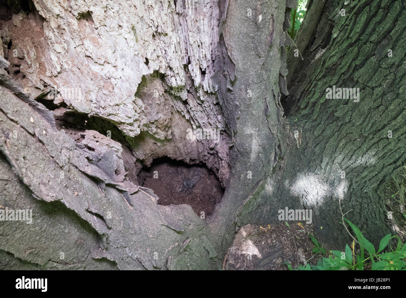 Verfallende Baum Mulde Stockfoto
