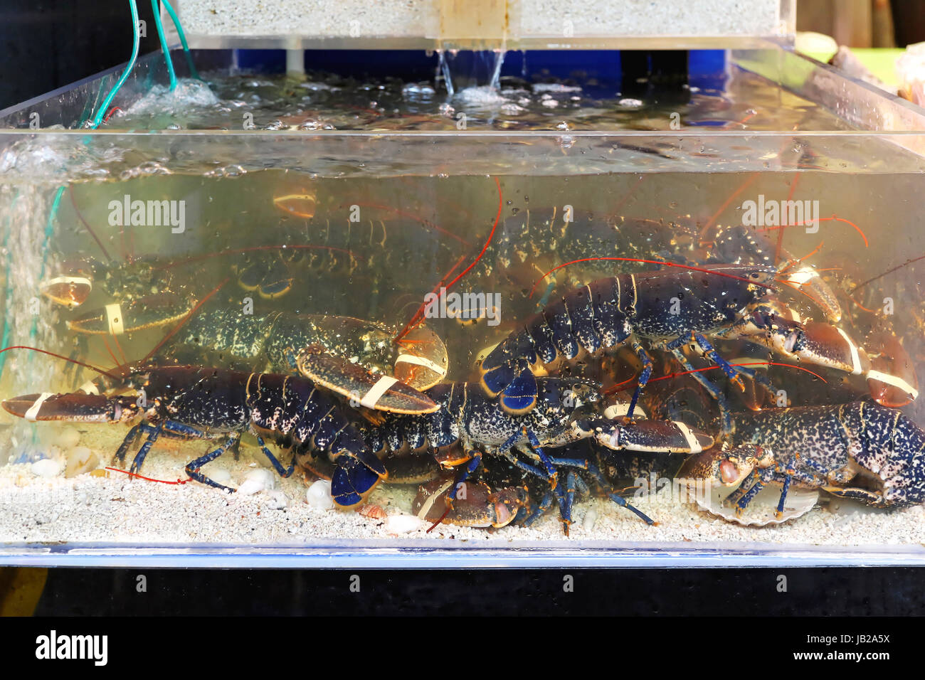 Lebende hummer im tank Fotos und Bildmaterial in hoher Auflösung Alamy