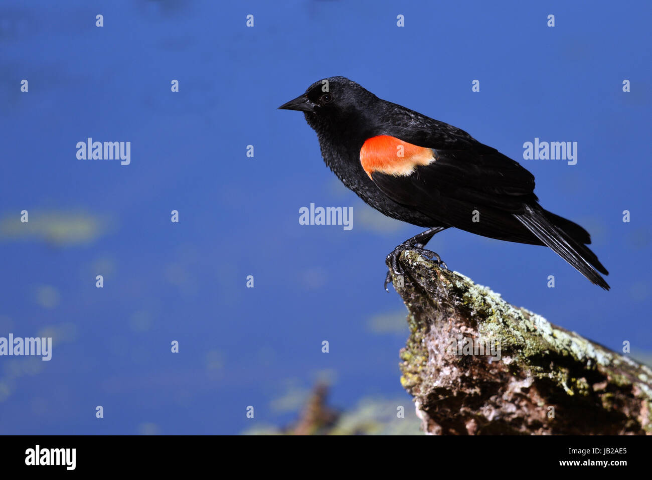 Red winged Blackbird Stockfoto
