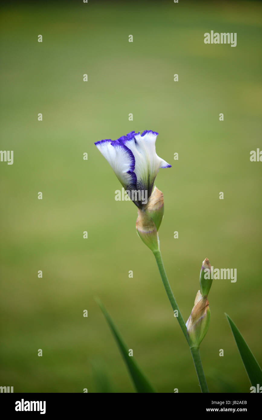 Blühenden lila / weiße Iris Stockfoto