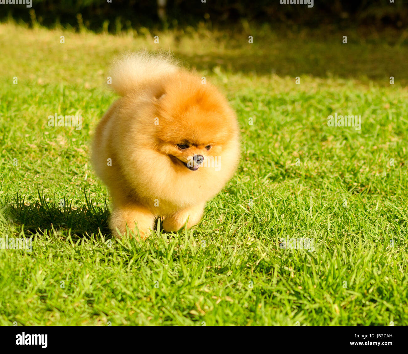 Ein kleiner Junge schöne flauschige orange Pommerschen Welpen Hund zu Fuß  auf dem Rasen. POM Hunde gelten als sehr guter Begleiter Hunde zu machen  und werden in der Kategorie Spielzeug Stockfotografie -