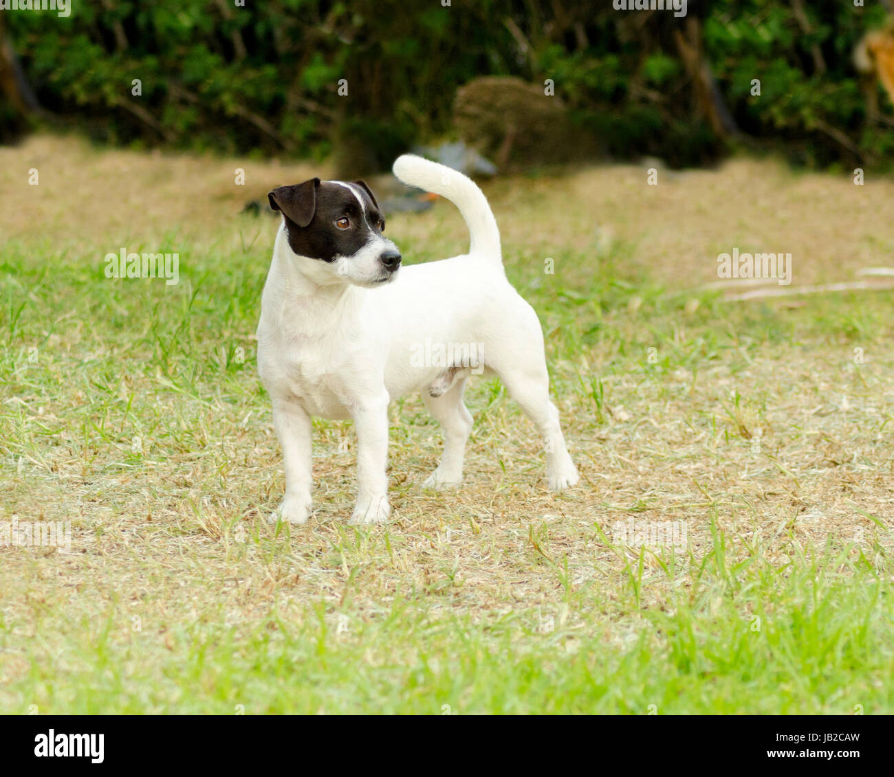 Eine kleine schwarze und weiße grobe beschichtet Jack Russell Terrier Hund stehend auf dem Rasen suchen sehr glücklich. Es ist bekannt für zuversichtlich, sehr intelligent und treu, und Blick auf das Leben als ein großes Abenteuer. Stockfoto