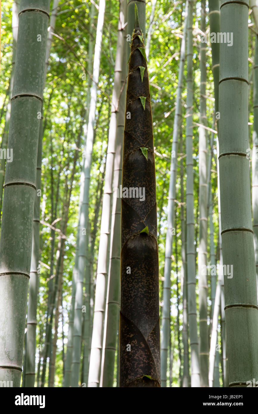 Bambussprossen, Bambuswald in Arashiyama, Kyoto, Japan. Stockfoto