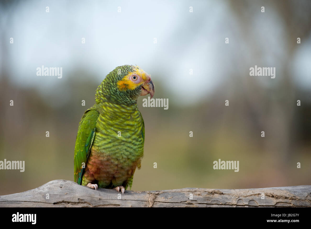 Ein gelb-faced Papagei sitzt auf einem Ast in Brasilien Stockfoto