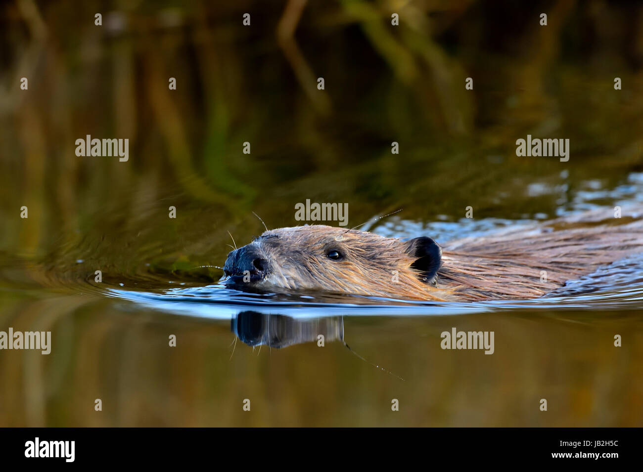 Nahaufnahme eines wilden Bibers (Castor canadensis), der durch das ruhige Wasser seines Teiches schwimmt Stockfoto