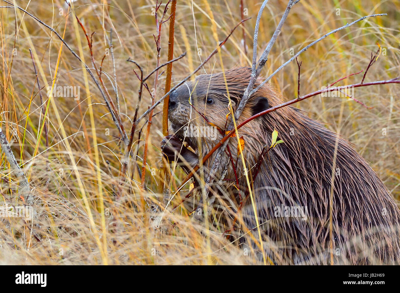 Ein wilder Biber (Castor Canadensis), schneiden Sie ein Weide-Bäumchen für Lebensmittel Stockfoto
